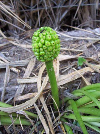 Arum pictum / Gigaro sardo-corso